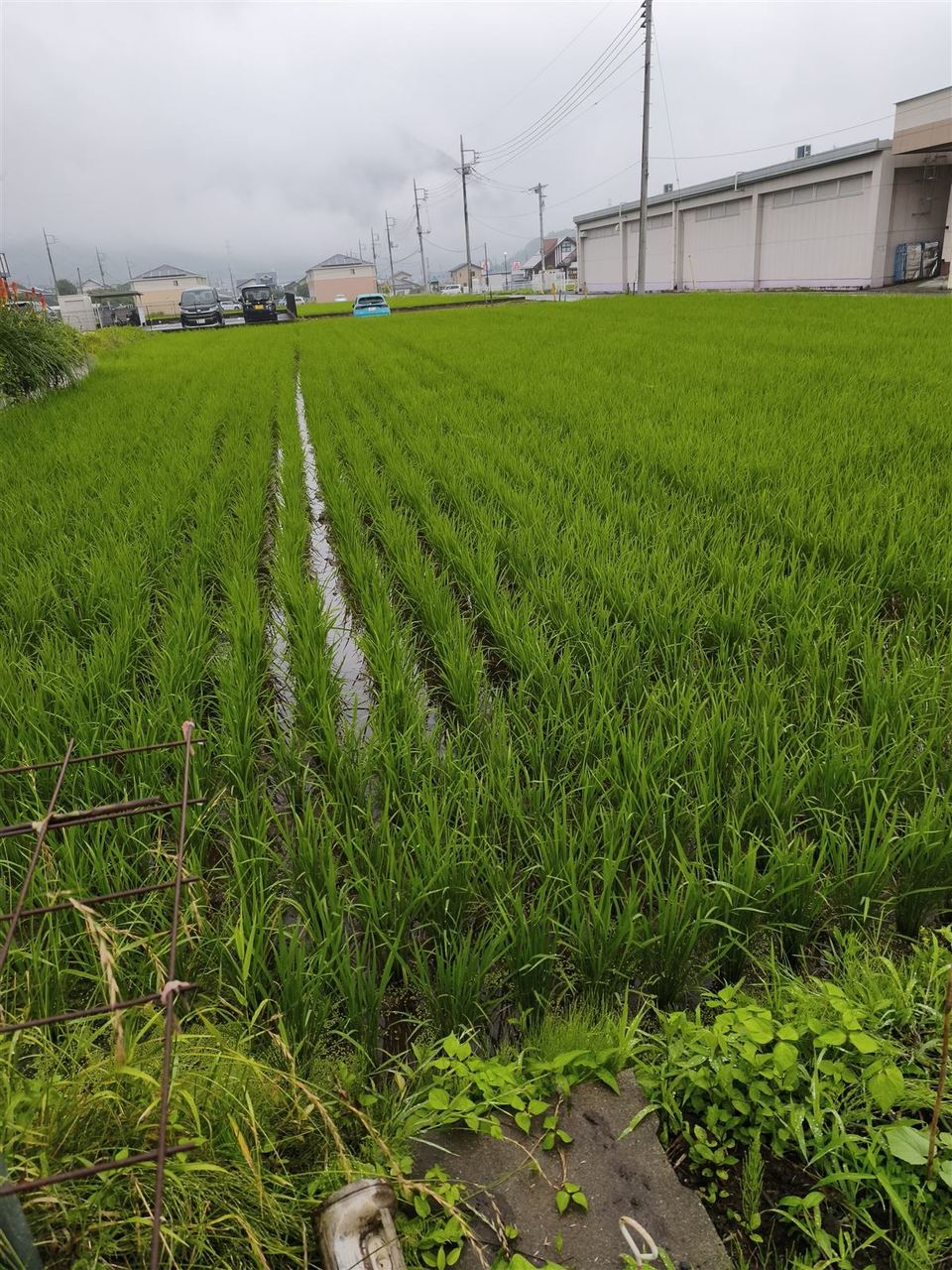 田んぼの様子