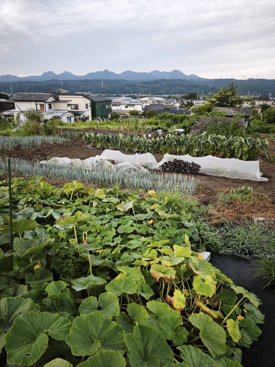 畑の様子