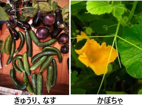 収穫したキュウリとナス、そしてかぼちゃの花